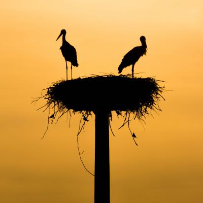 Oudervereniging nest